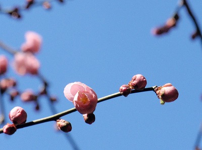 plum2014_blogimage.jpg