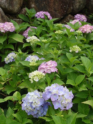 201206203.jpg