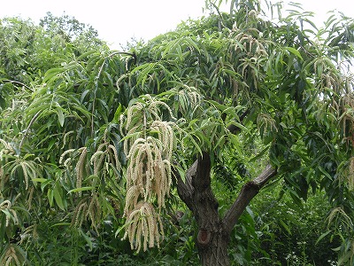 201206204.jpg