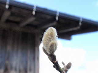P1070130.jpg