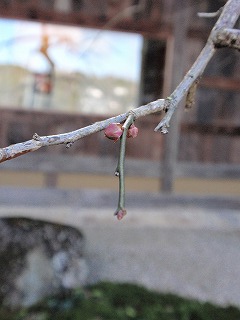 P1070139.jpg