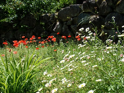 P6040007.jpg