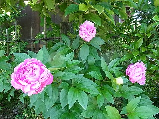 h20165.jpg
