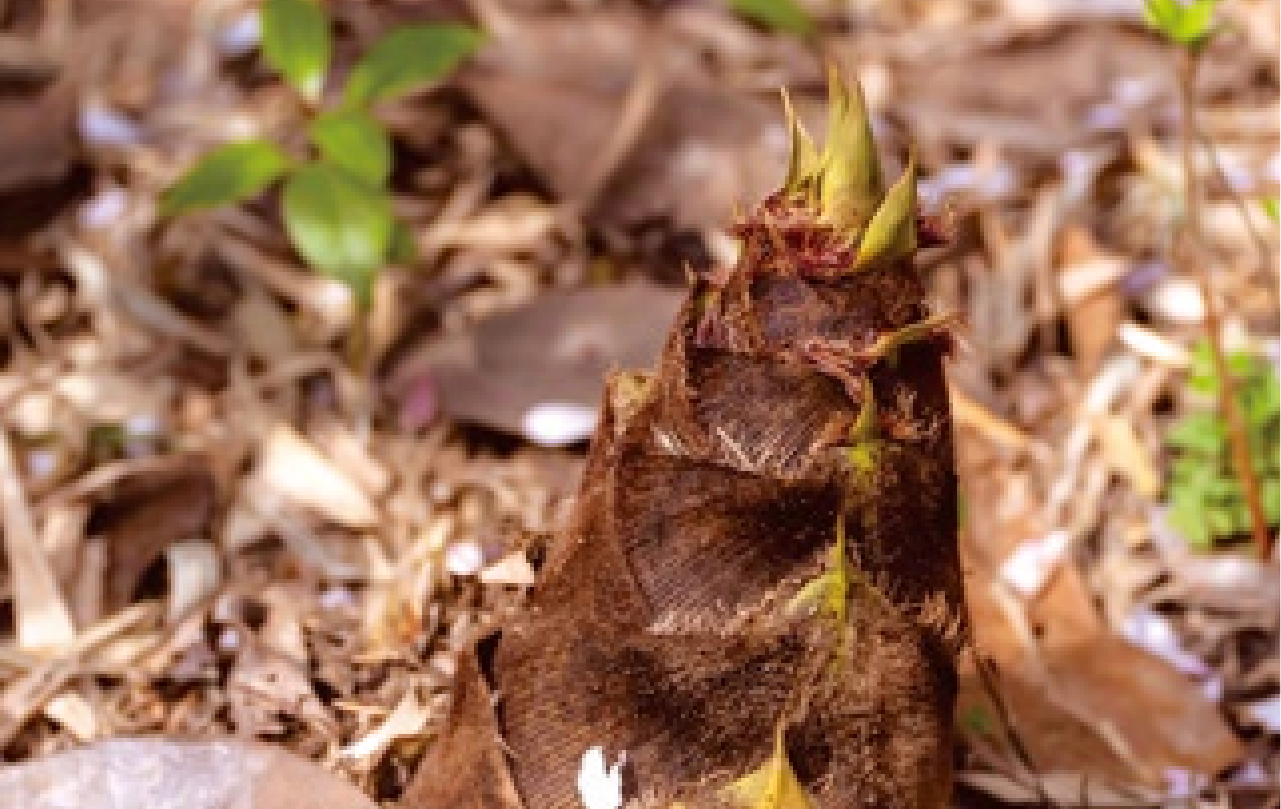 ダミー香ばしさが引き出す、ほっくり甘い余韻