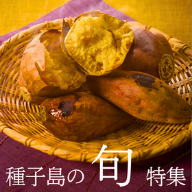 種子島特集