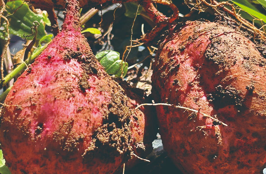 商品のポイント